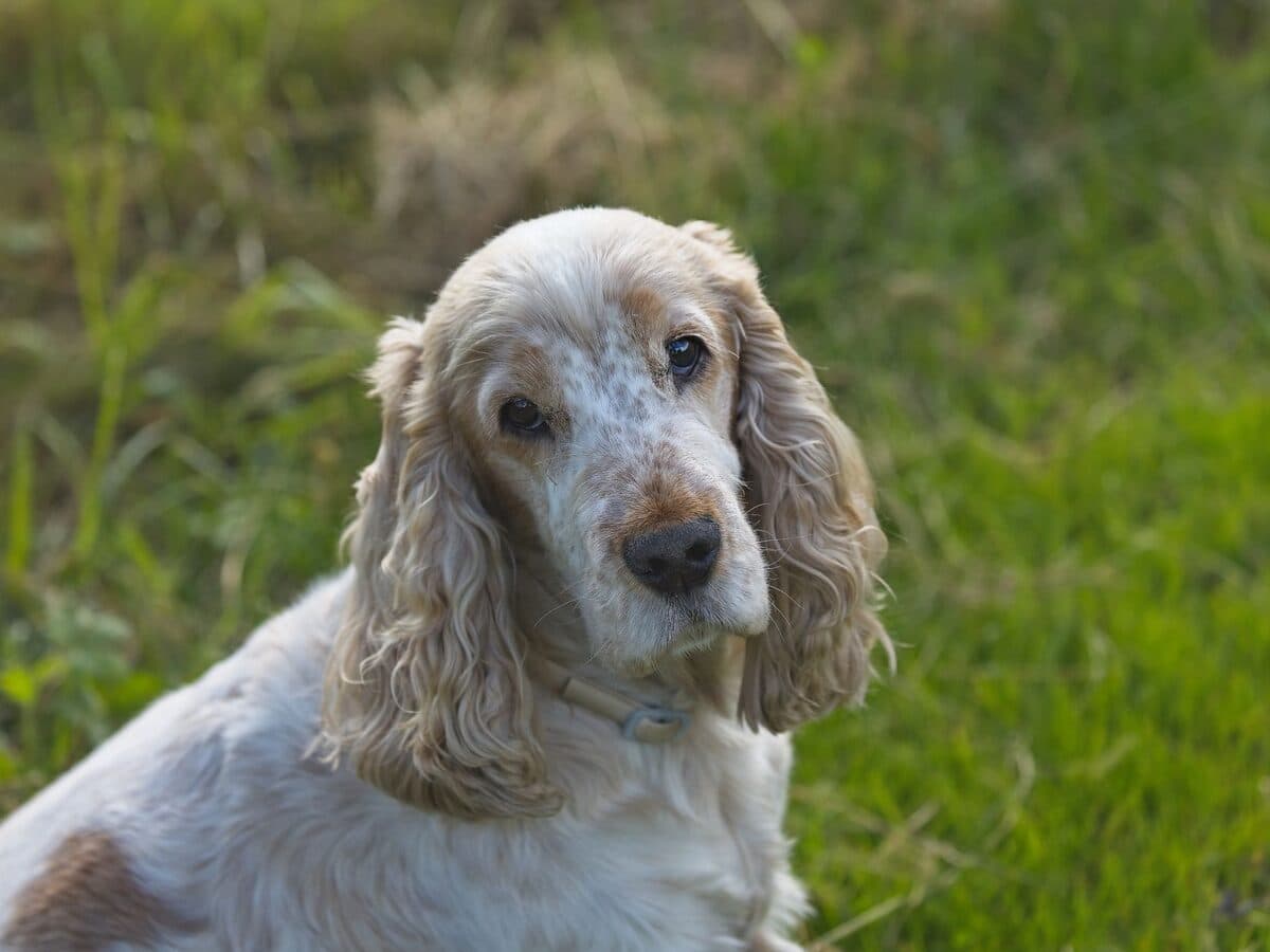 一隻可卡犬