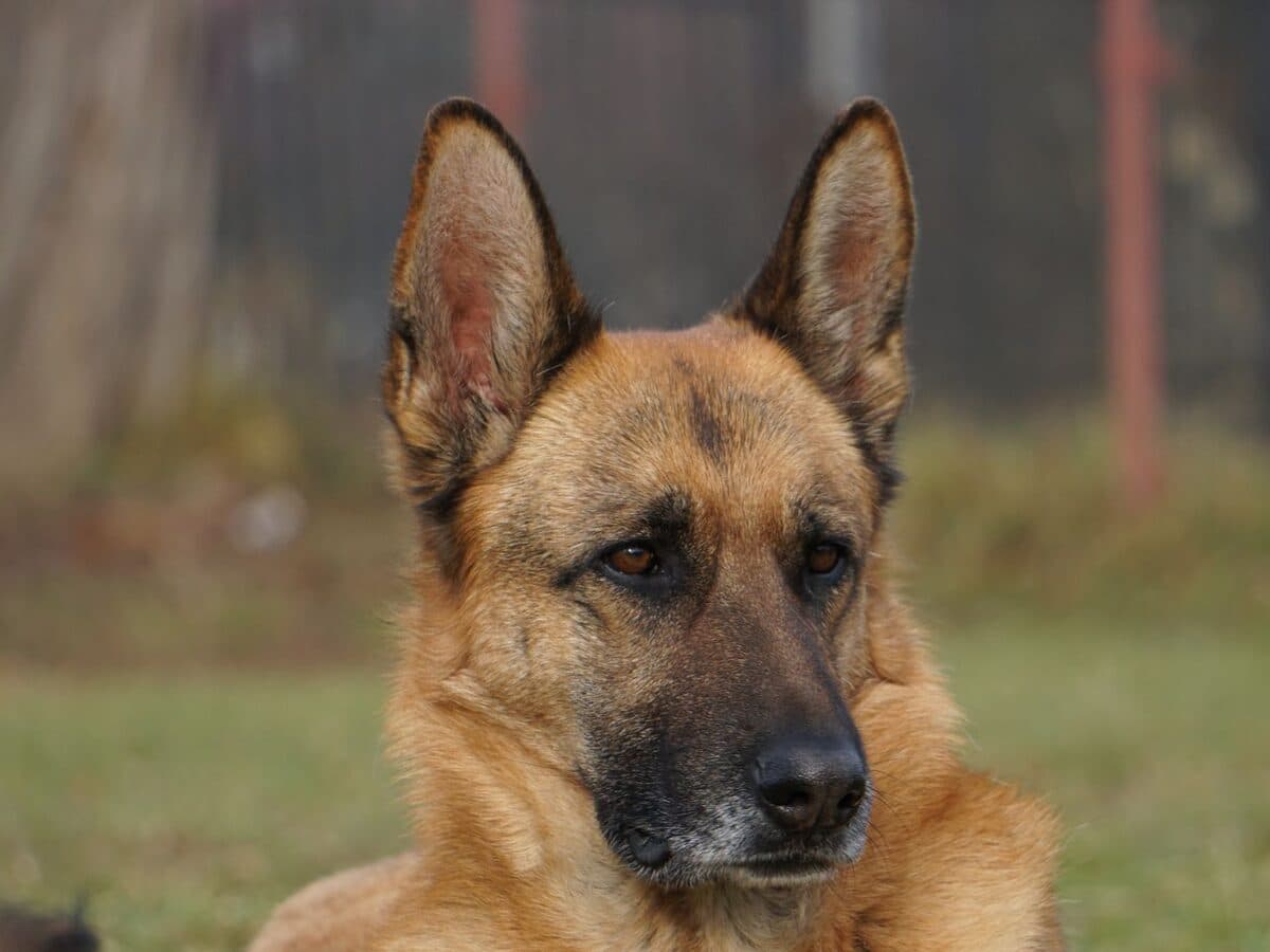 一隻德國牧羊犬