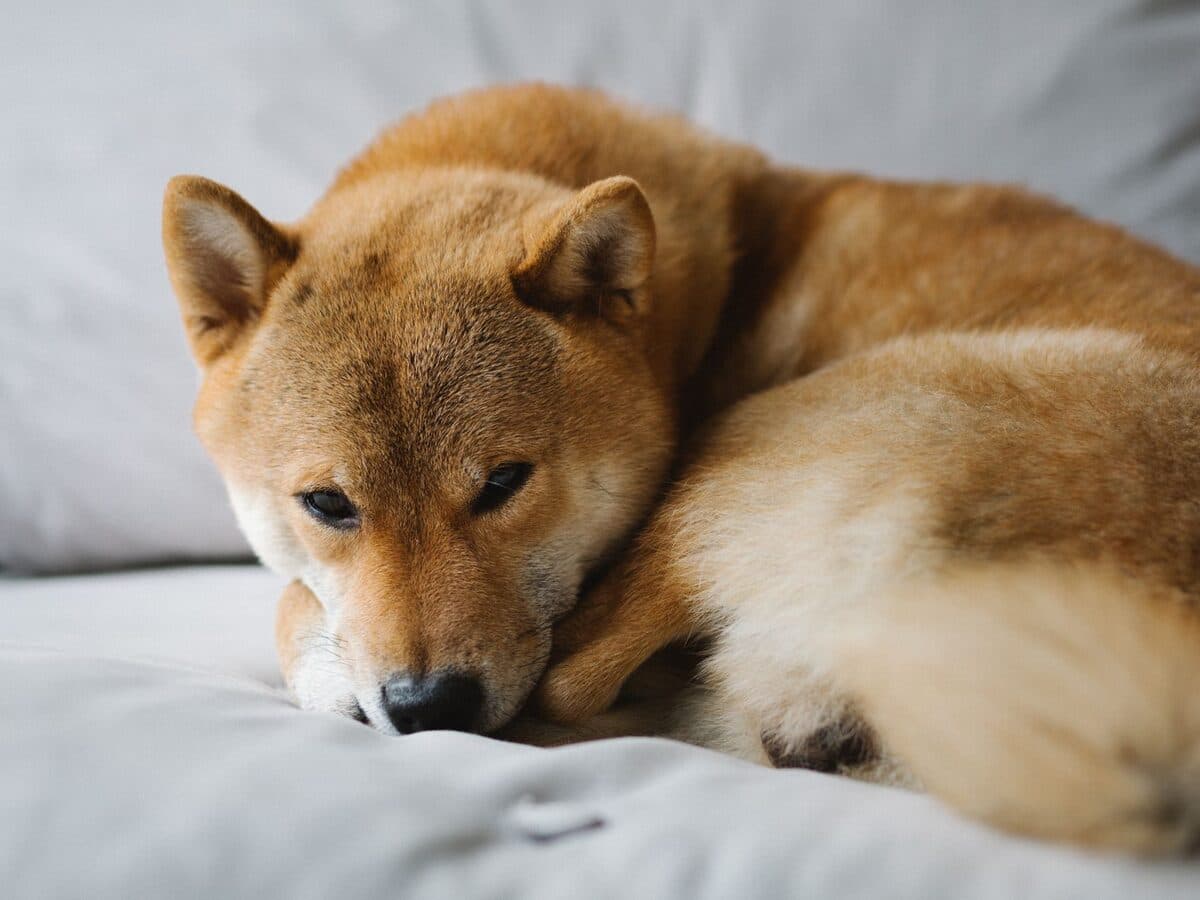 一隻柴犬