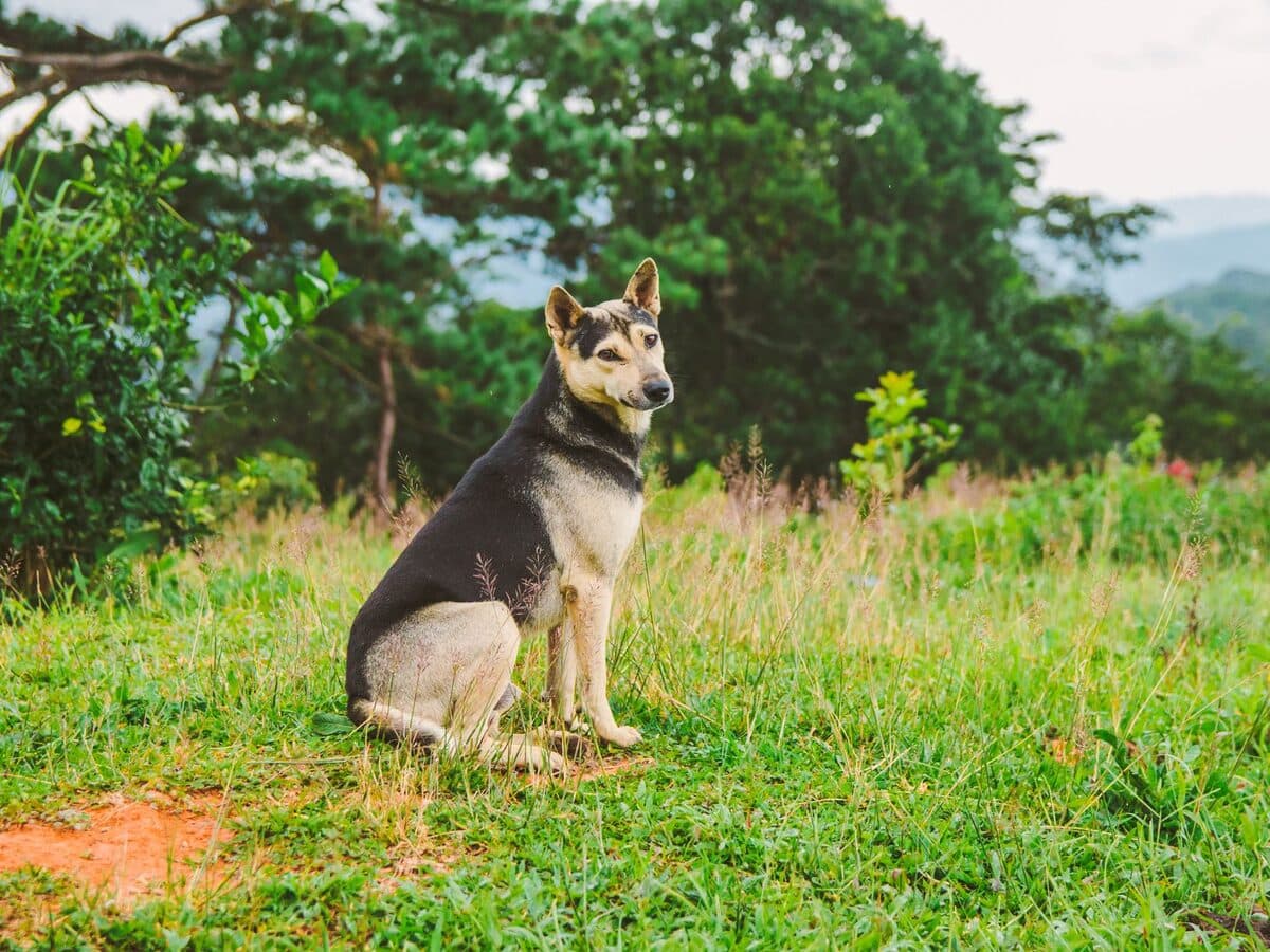 一隻台灣犬