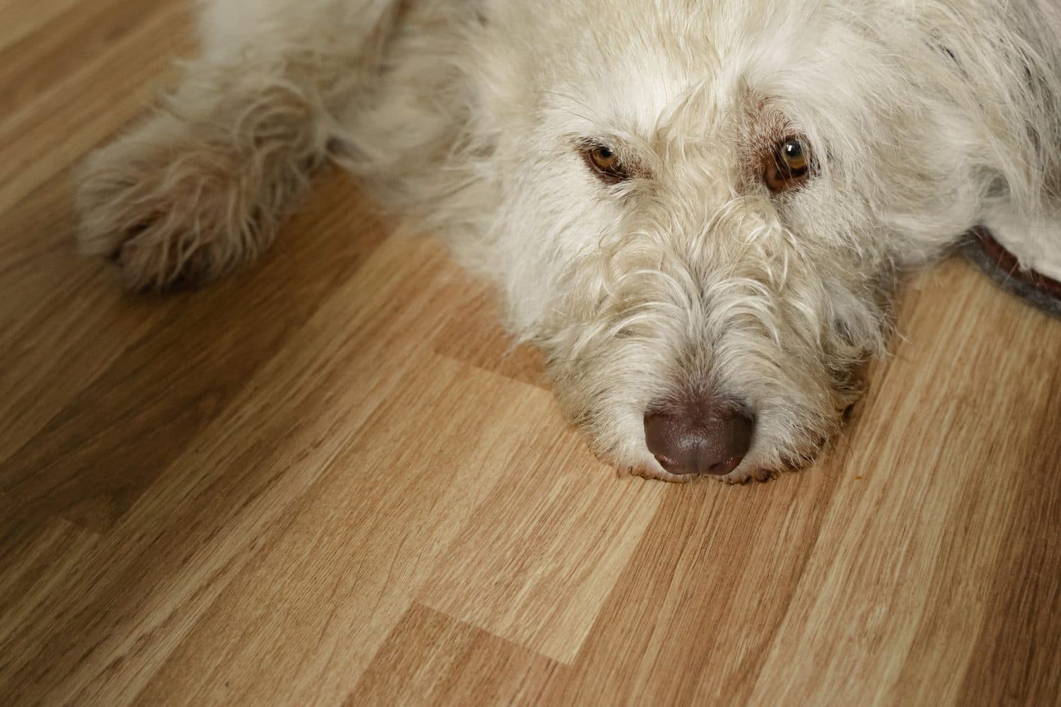 牠現在過得好嗎:老犬生活品質的評估方式