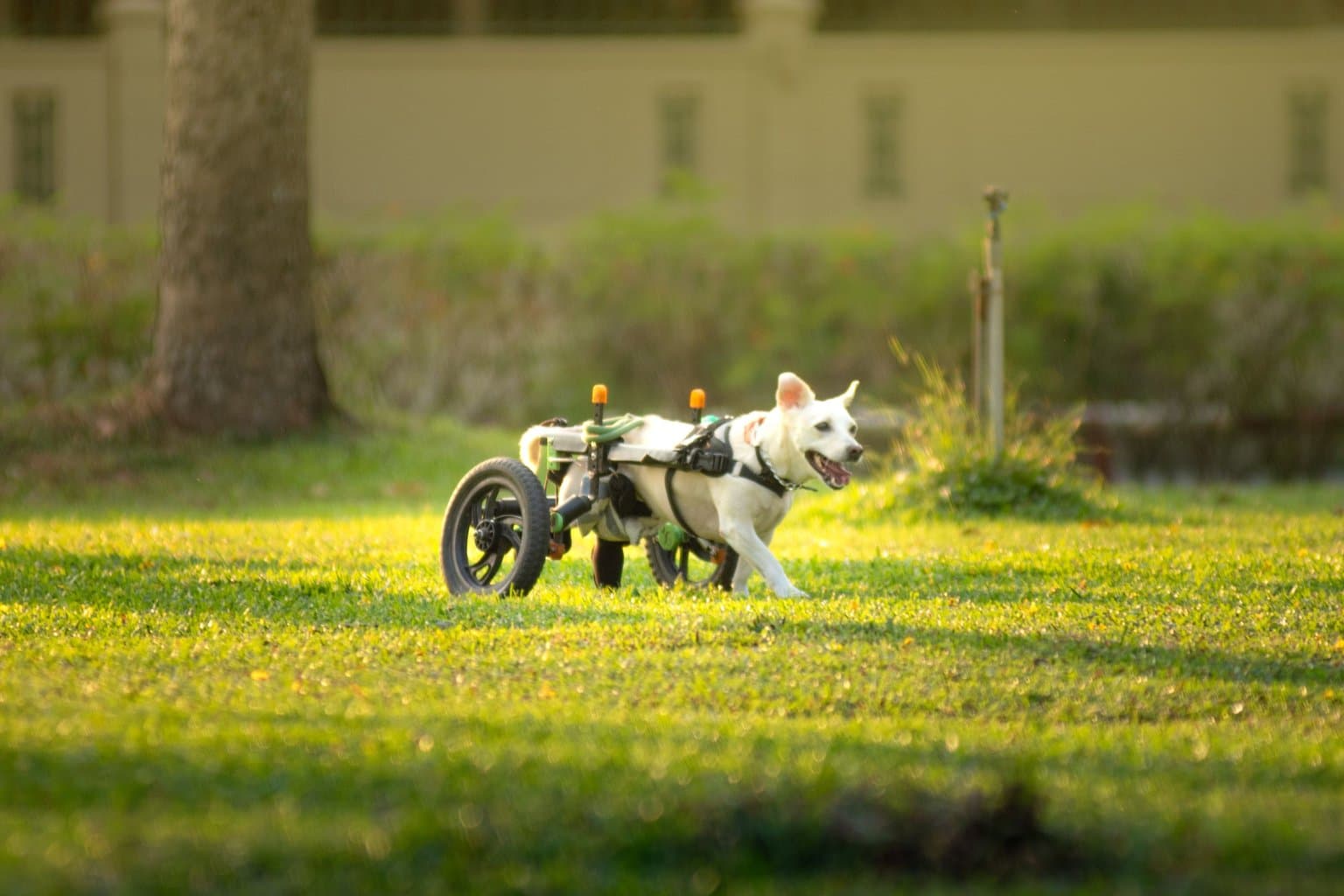 狗狗輪椅還是推車?老狗後腿無力時怎麼選