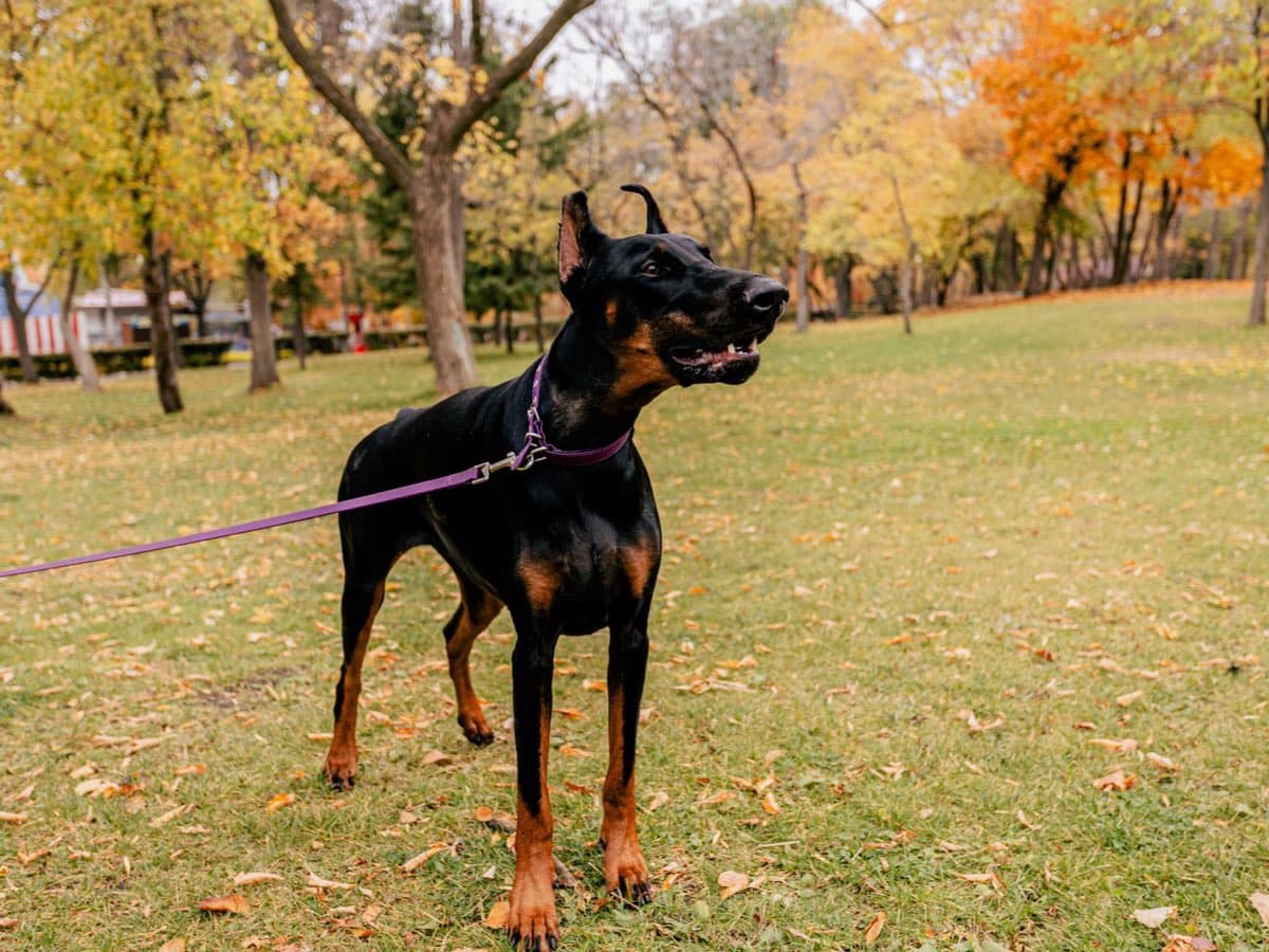 一隻杜賓犬