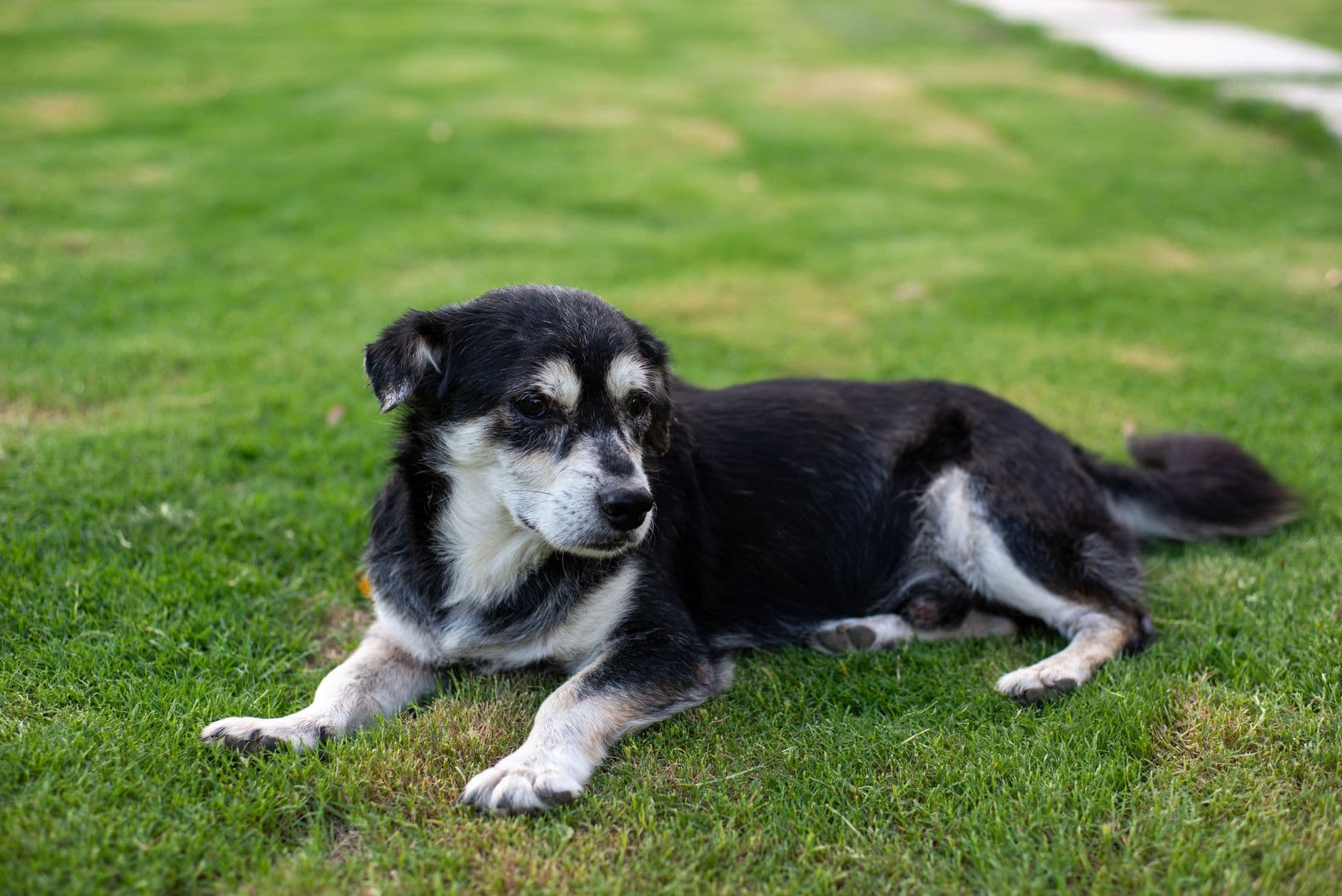 一隻口鼻已經花白的老犬,安靜趴在草地上休息